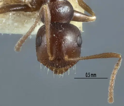 Melophorus propebiroi specimen