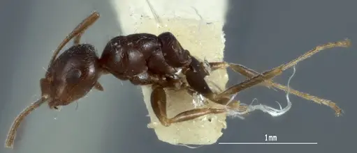 Melophorus propebiroi specimen