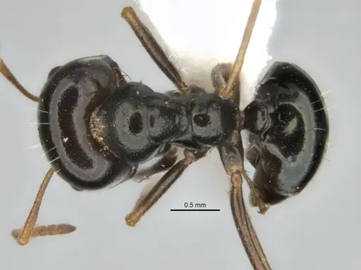 Melophorus purpureus specimen