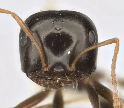 Melophorus purpureus specimen