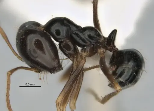 Melophorus purpureus specimen