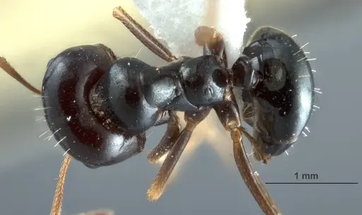 Melophorus purpureus - JDM32-001885-2