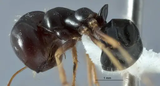 Melophorus purpureus - JDM32-001885-2