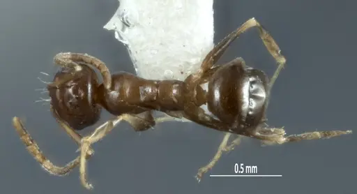 Melophorus pusillus specimen