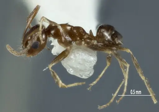 Melophorus pusillus specimen