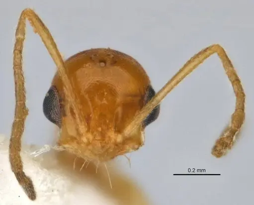 Melophorus pusillus - JDM32-004668-1