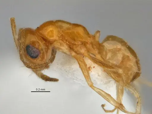 Melophorus pusillus - JDM32-004668-1