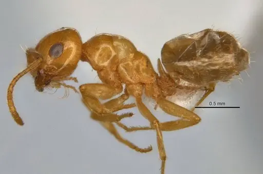 Melophorus pusillus - JDM32-004668-2