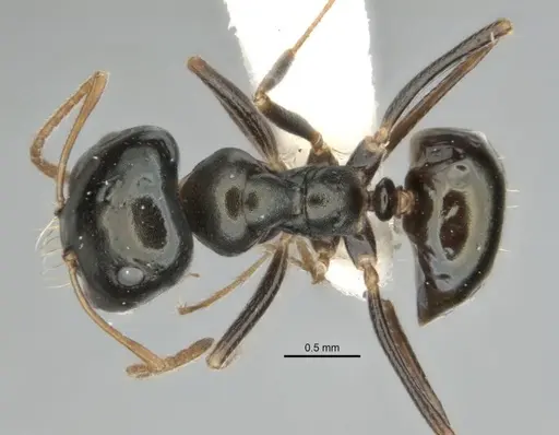 Melophorus quadratus specimen