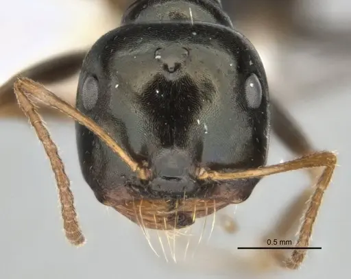 Melophorus quadratus specimen