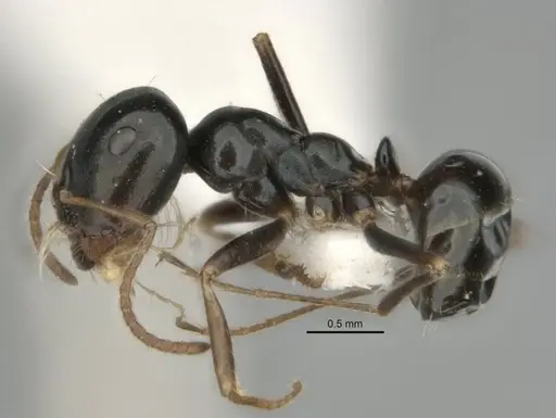 Melophorus quadratus specimen