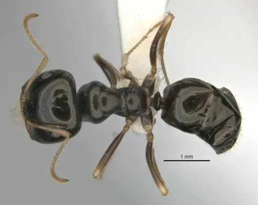 Melophorus quadratus - ANIC32-900053-2