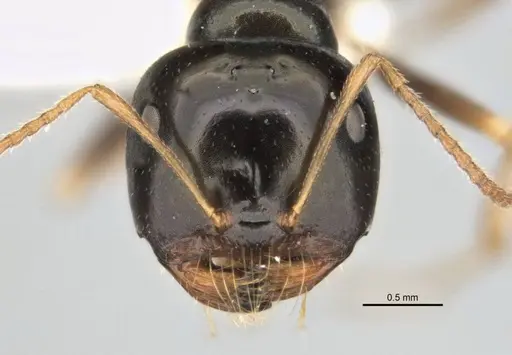 Melophorus quadratus - ANIC32-900053-2