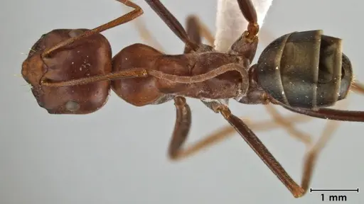 Melophorus rufoniger specimen