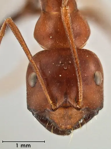 Melophorus rufoniger specimen