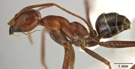 Melophorus rufoniger specimen