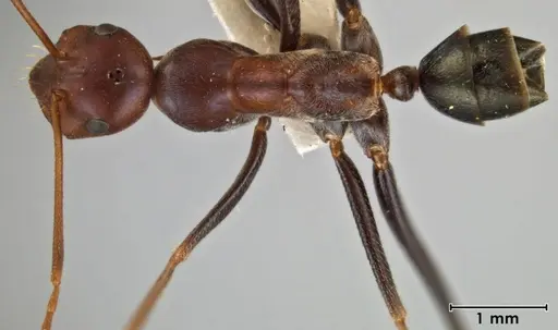 Melophorus rufoniger - ANIC32-066663-1