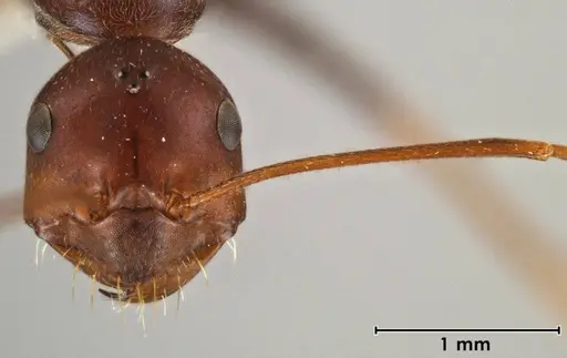 Melophorus rufoniger - ANIC32-066663-1