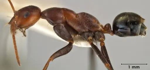 Melophorus rufoniger - ANIC32-066663-1