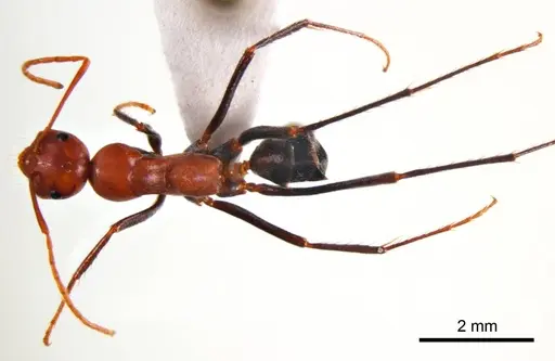 Melophorus rufoniger - ANTWEB1008662