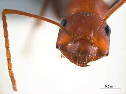 Melophorus rufoniger - ANTWEB1008662