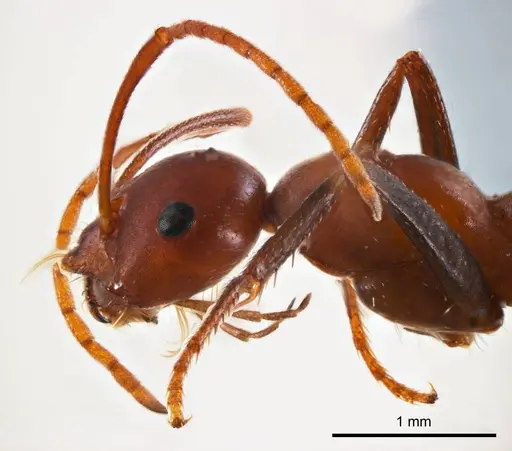 Melophorus rufoniger - ANTWEB1008662