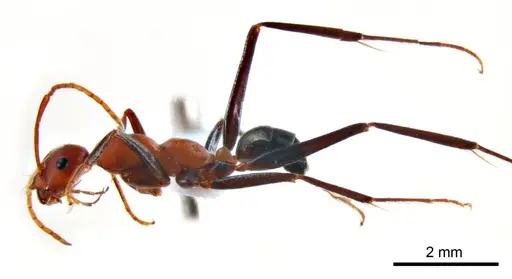 Melophorus rufoniger - ANTWEB1008662