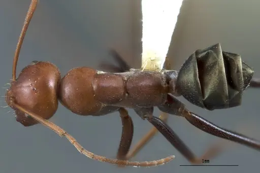 Melophorus rufoniger - ANTWEB1008986