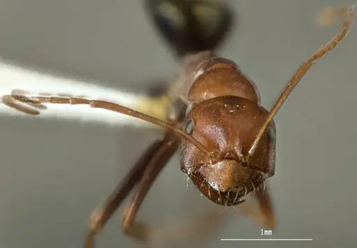 Melophorus rufoniger - ANTWEB1008986