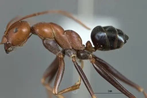 Melophorus rufoniger - ANTWEB1008986