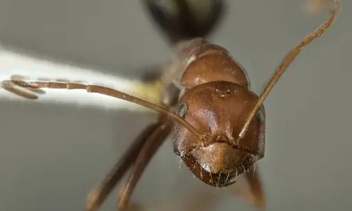 Melophorus rufoniger - ANTWEB1008989