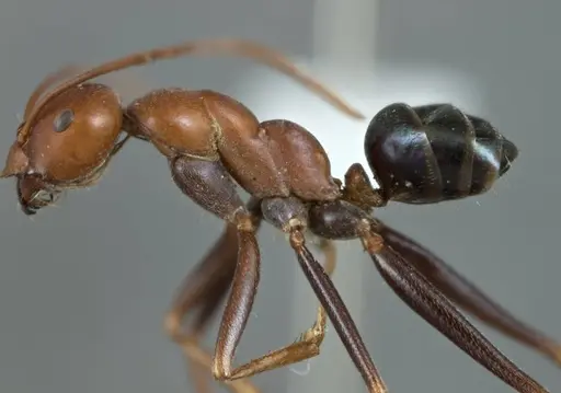 Melophorus rufoniger - ANTWEB1008989