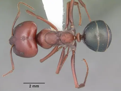 Melophorus rufoniger - CASENT0010932