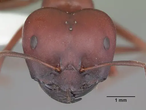 Melophorus rufoniger - CASENT0010932