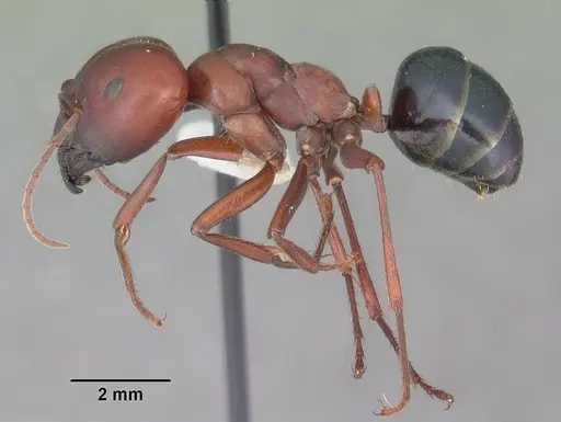 Melophorus rufoniger - CASENT0010932