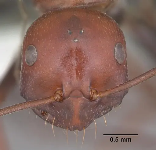 Melophorus rufoniger - CASENT0010933
