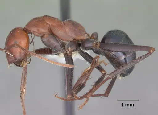 Melophorus rufoniger - CASENT0010933