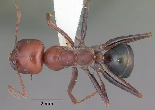 Melophorus rufoniger - CASENT0011048