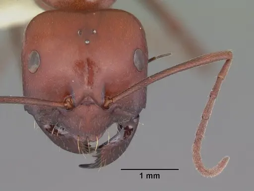 Melophorus rufoniger - CASENT0011048