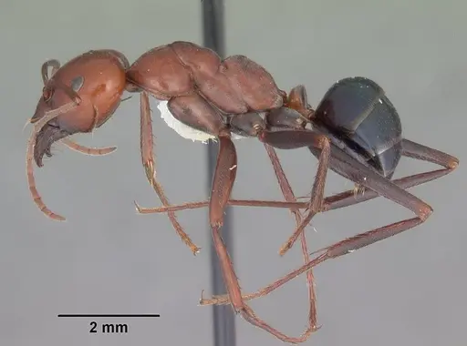 Melophorus rufoniger - CASENT0011048