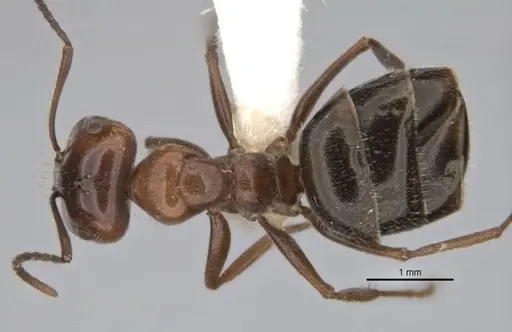 Melophorus sericothrix specimen