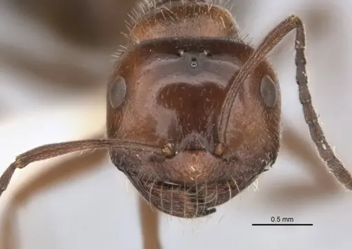 Melophorus sericothrix specimen