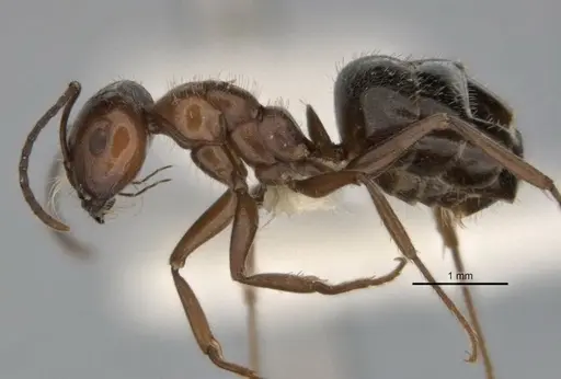 Melophorus sericothrix specimen