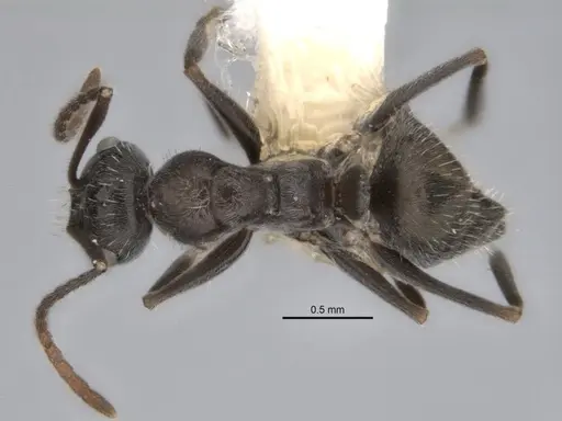 Melophorus sericothrix - ANIC32-900174-1