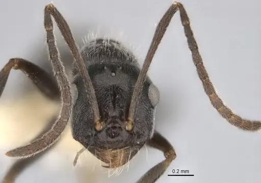 Melophorus sericothrix - ANIC32-900174-1