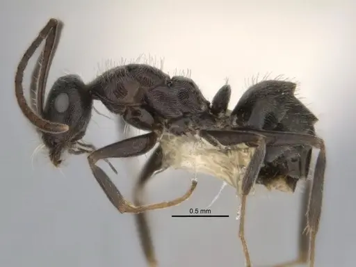 Melophorus sericothrix - ANIC32-900174-1