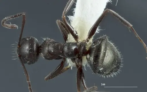 Melophorus sericothrix - ANIC32-900174-2