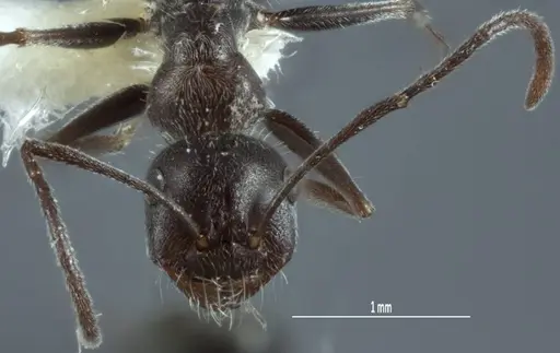 Melophorus sericothrix - ANIC32-900174-2