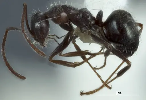 Melophorus sericothrix - ANIC32-900174-2