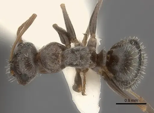 Melophorus sericothrix - CASENT0217724